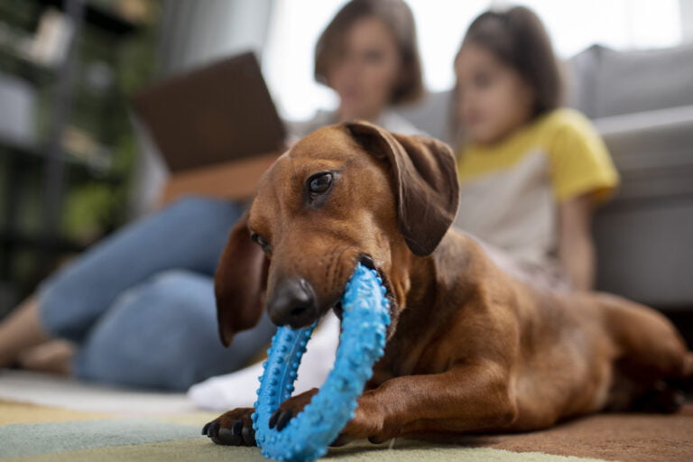 Best chew toys for dogs