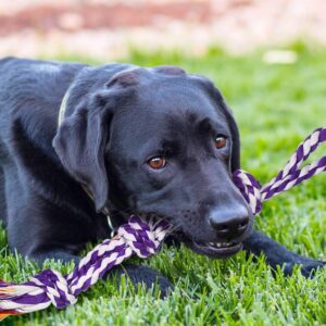 Dog Rope Toys for Aggressive Chewers