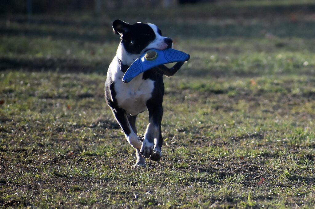 Best Dog Fetch Toy: