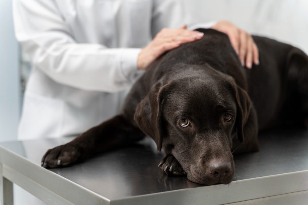 What Are the First Signs of Heartworms in Dogs